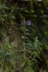 Veronica macrocarpa