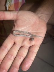 Hypsiglena chlorophaea