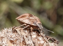 Homaemus