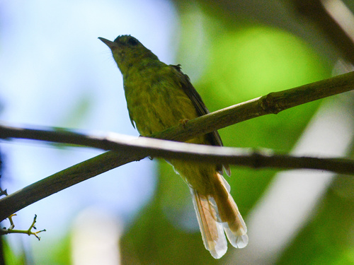 Hairy-backed Bulbul (Tricholestes criniger), photo 7