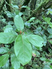 Beilschmiedia tarairi