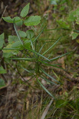Nestegis lanceolata