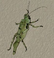 Lichenomorphus fuscifrons