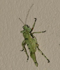 Lichenomorphus fuscifrons