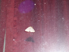 Nepytia pellucidaria