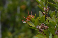 Metrosideros robusta