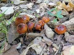 Limacella