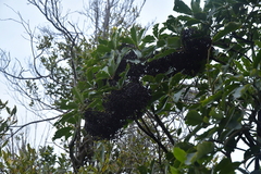 Pseudopanax arboreus