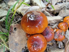 Limacella