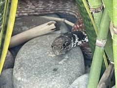 Masticophis flagellum piceus