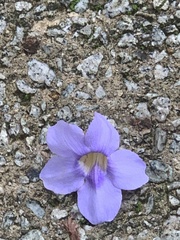 Thunbergia laurifolia