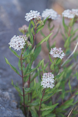 Asclepias texana