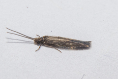 Hydroptilidae