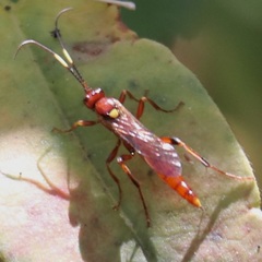 Ectopimorpha wilsoni