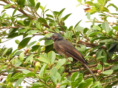 Hypsipetes amaurotis