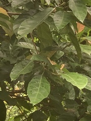 Thunbergia laurifolia