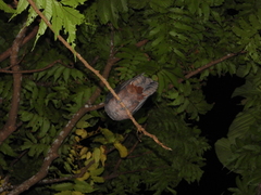 Hypsipetes amaurotis