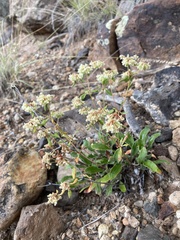 Eriogonum jamesii