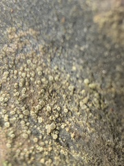 Lecanora polytropa