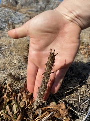 Castilleja victoriae