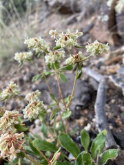 Eriogonum jamesii