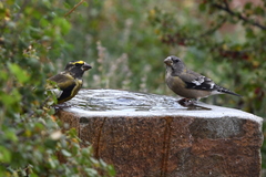 Coccothraustes vespertinus