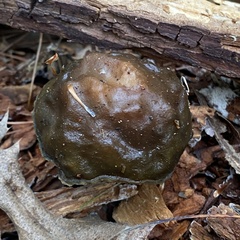 Boletellus chrysenteroides