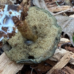 Boletellus chrysenteroides