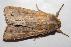 Ichneutica ustistriga