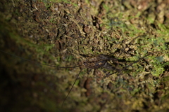 Pleioplectron hudsoni