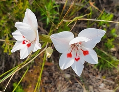 Gladiolus debilis