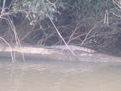 Crocodylus johnstoni