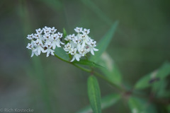 Asclepias texana