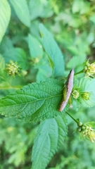 Neorthacris