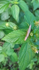 Neorthacris