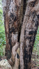 Eucalyptus globoidea