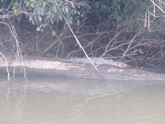 Crocodylus johnstoni