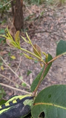 Eucalyptus globoidea