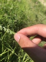 Atractomorpha sinensis sinensis