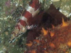 Oxylebius pictus