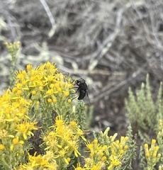 Copestylum violaceum