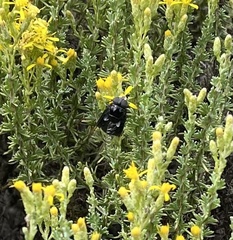 Copestylum violaceum