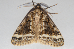 Pseudocoremia leucelaea