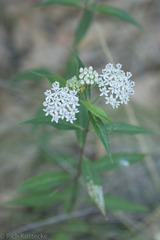 Asclepias texana