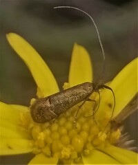 Adela caeruleella