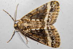 Pseudocoremia leucelaea