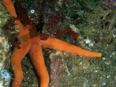 Henricia