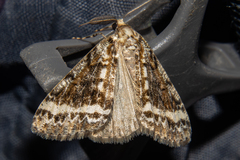 Pseudocoremia leucelaea