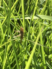 Conocephalus maculatus