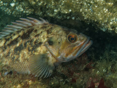 Sebastes auriculatus